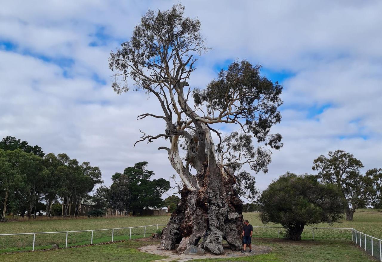 Barossa Hills *